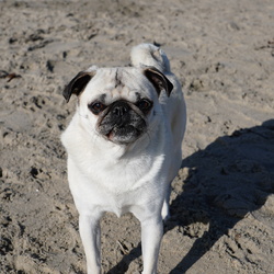 DogBeach April2024